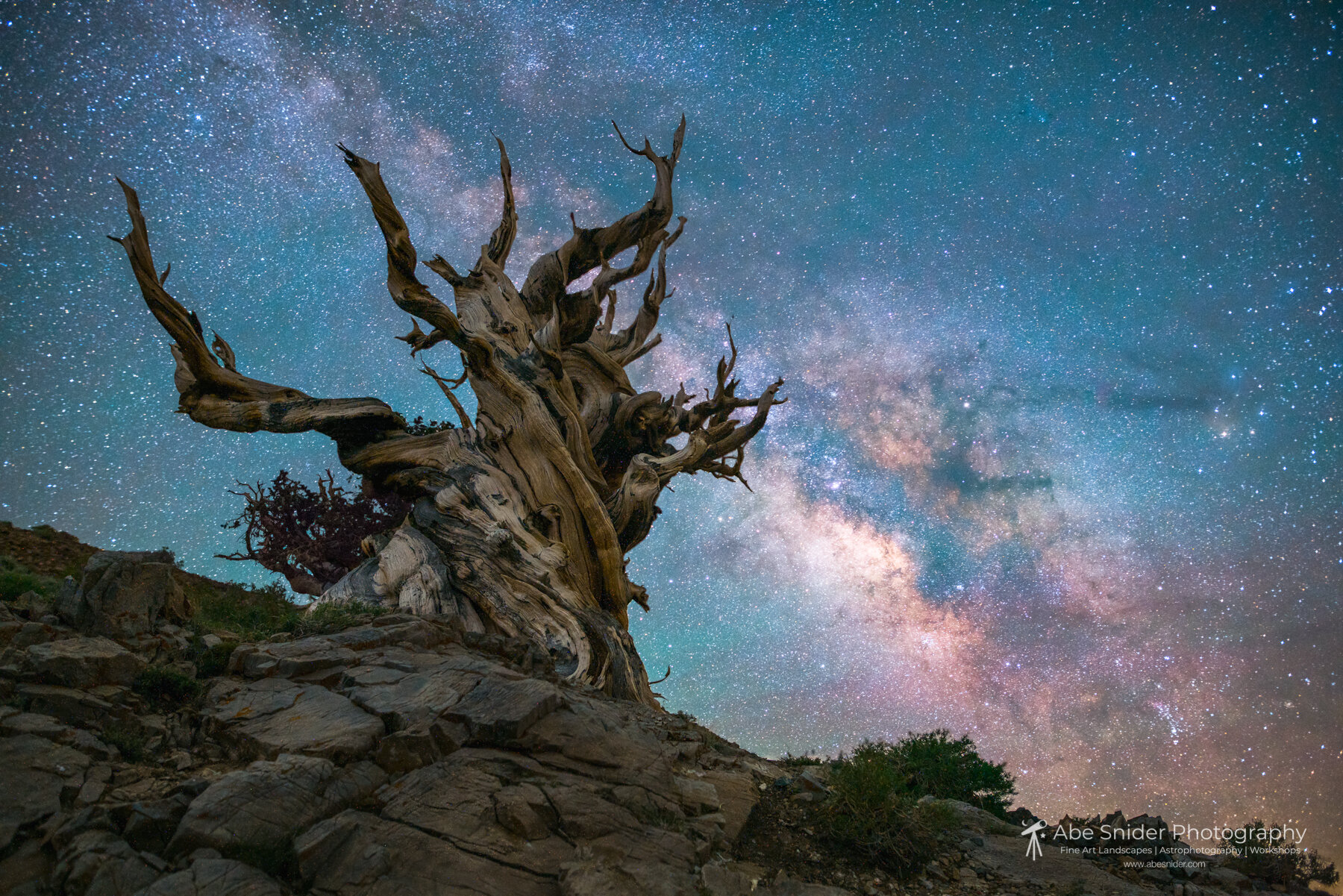 Inyo Ancient Bristlecone Pines