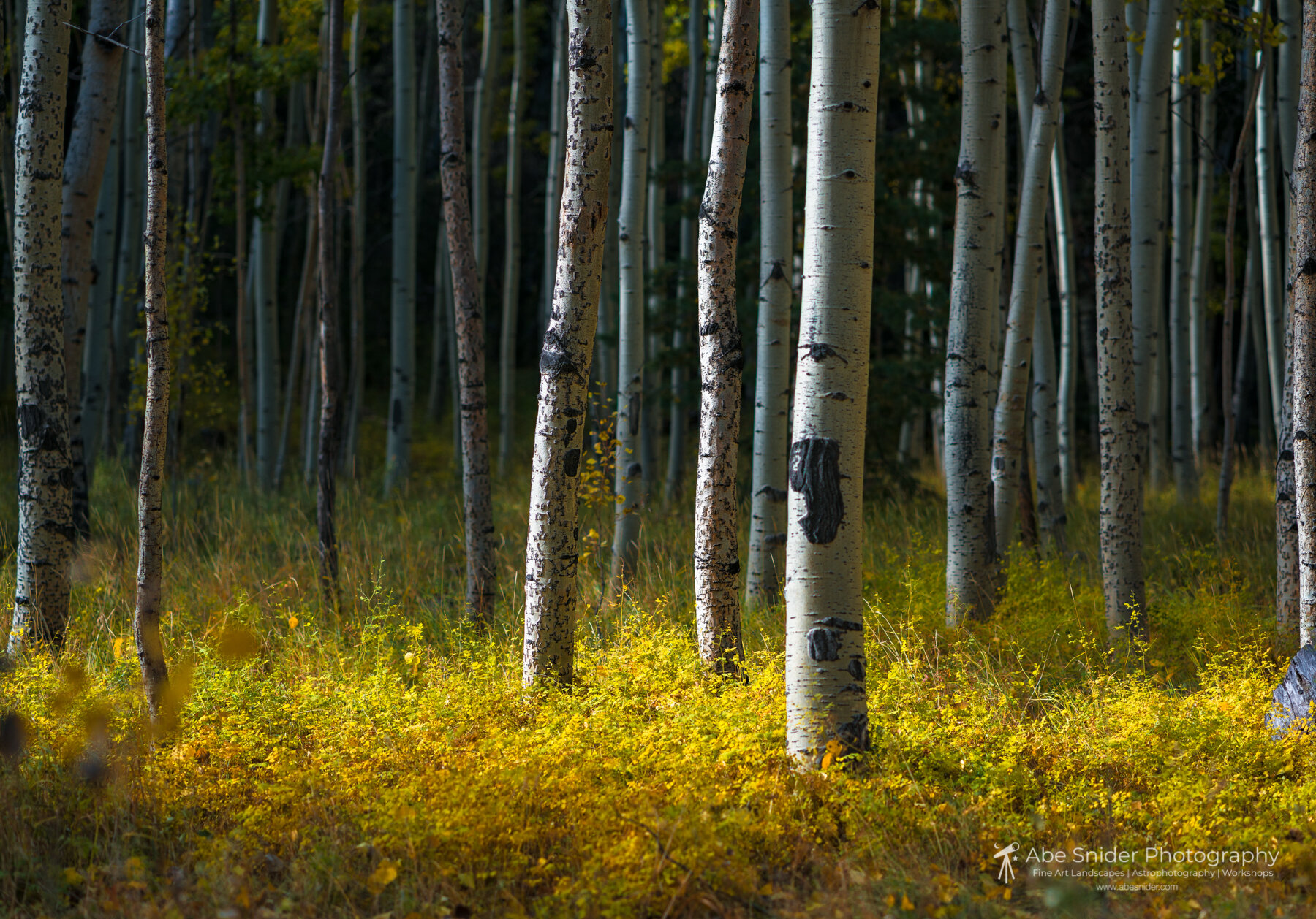 Lockett Meadow