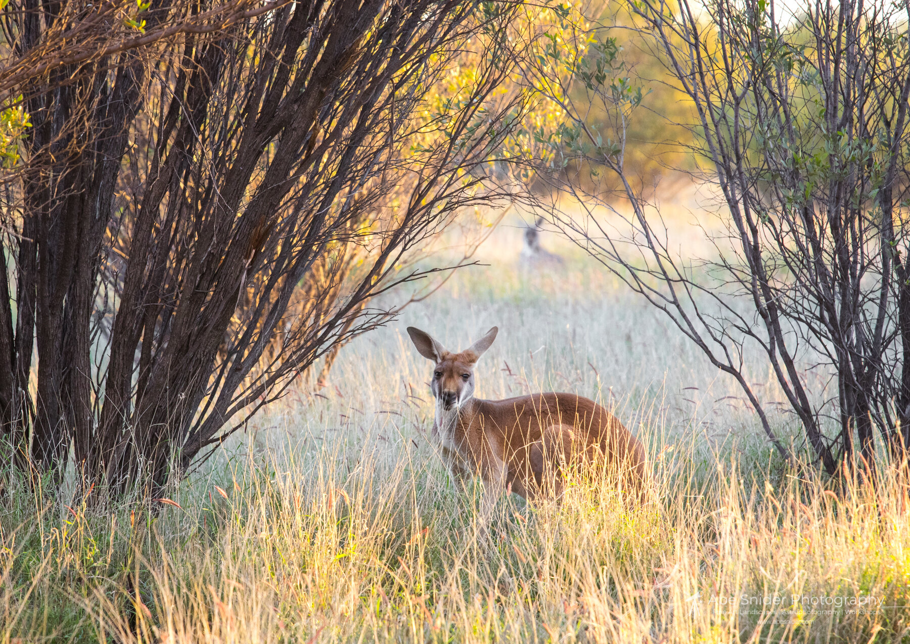 Wild Kangaroo - Alice Springs