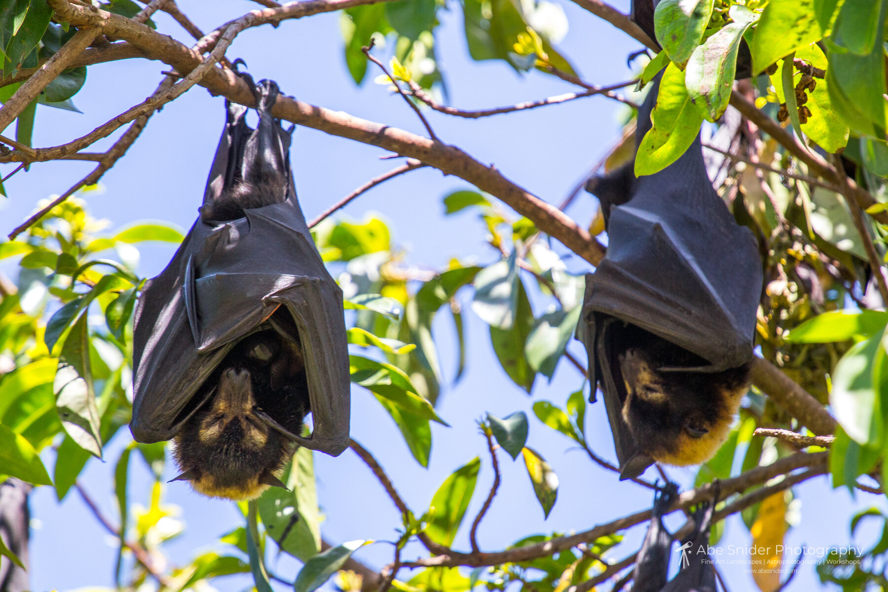 Flying Foxes - Cairns, Australia 