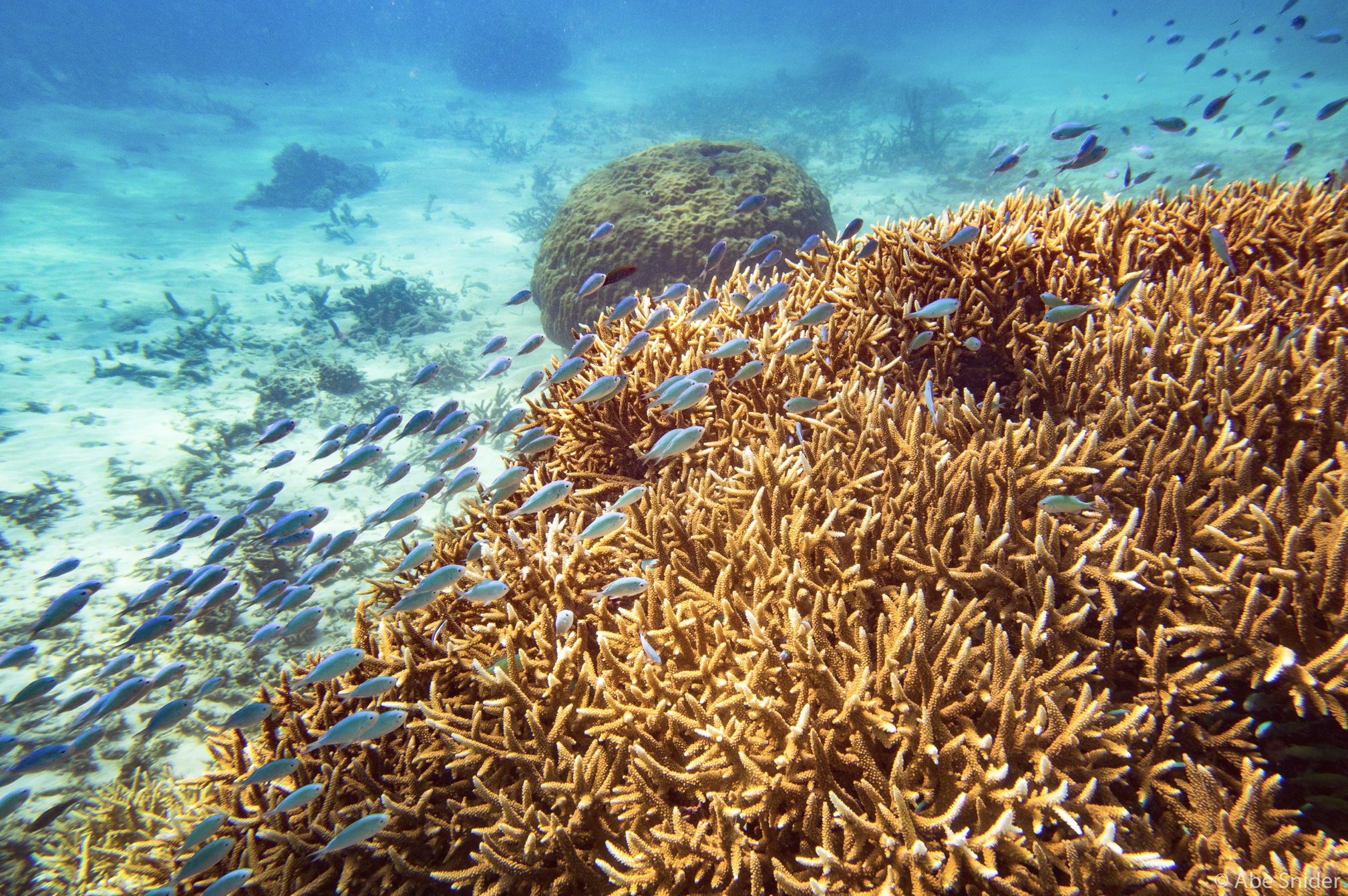 Great Barrier Reef, Australia 