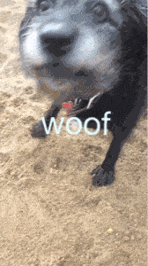 woof.gif