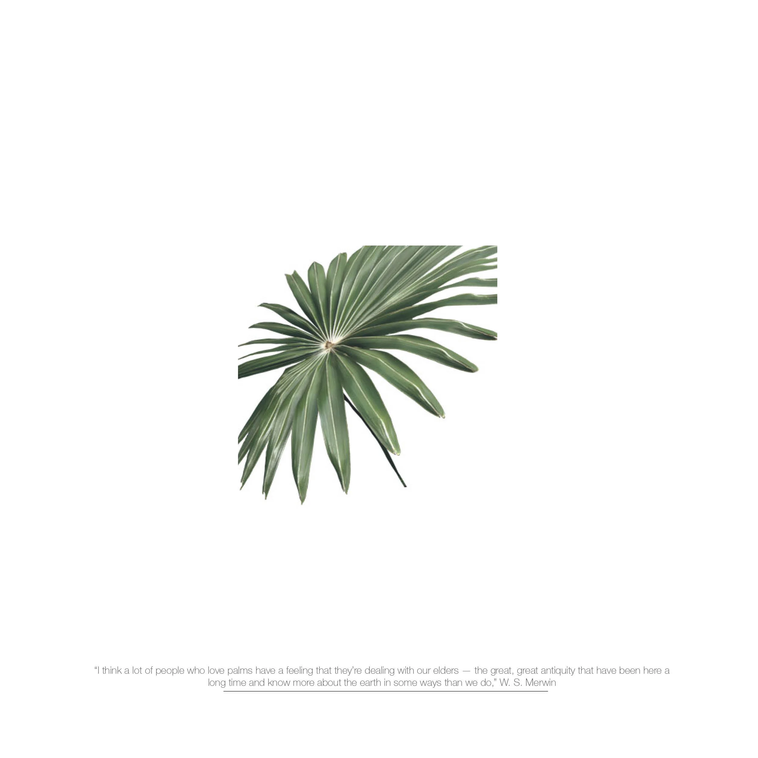 The Palm House- An introduction21.jpg