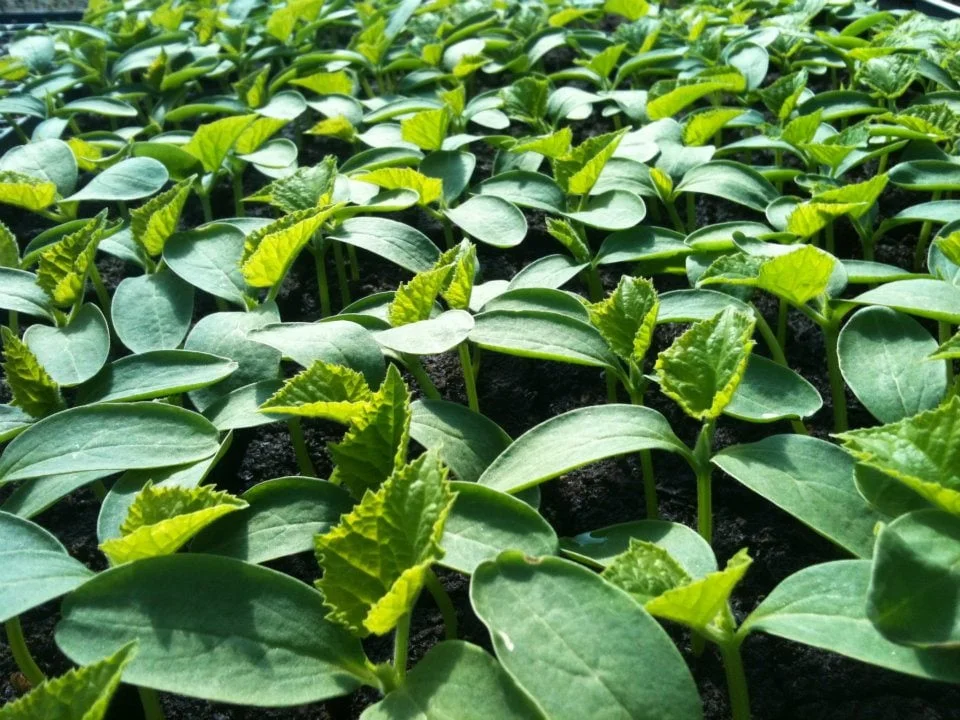 Where To Buy Brookford Farm