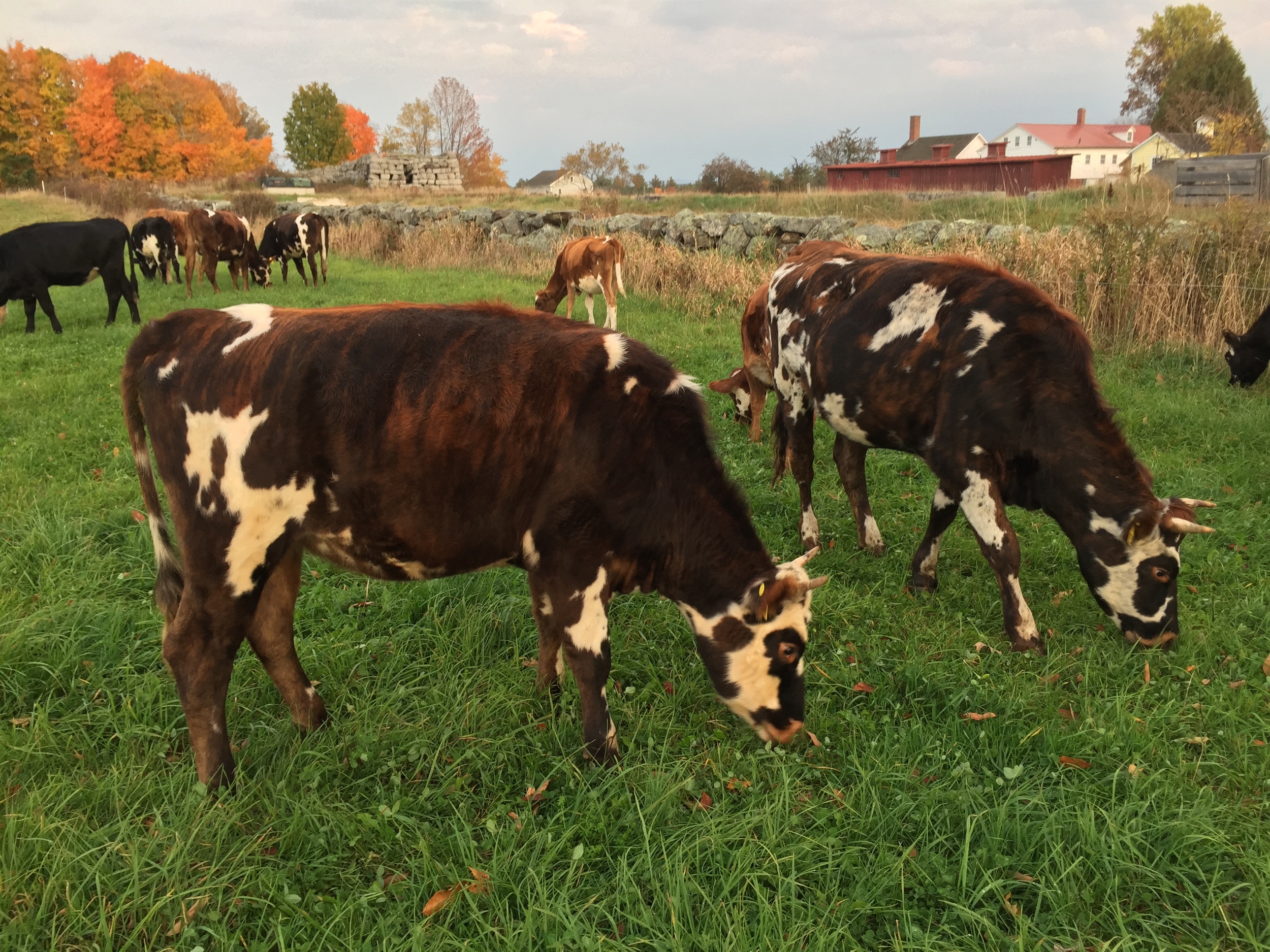 Normande cross heifers grazing at Canterbury Shaker Village