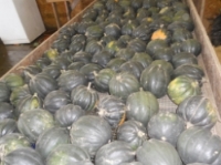 Acorn Squash