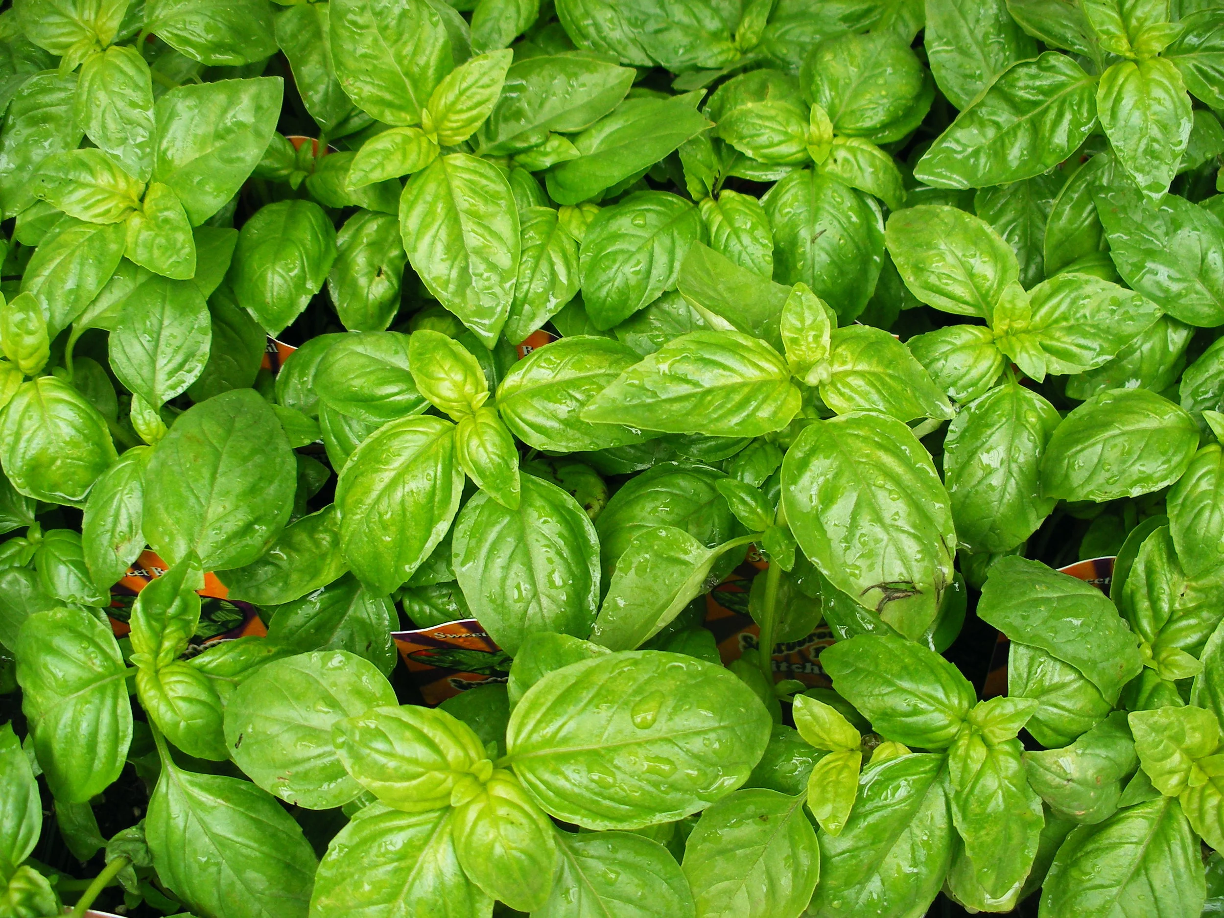 Basil