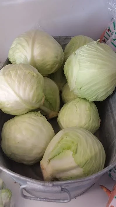 Cabbage