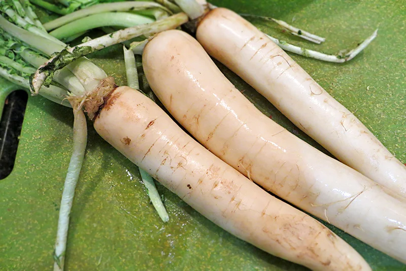 Daikon Radish