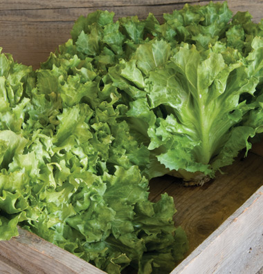 Escarole