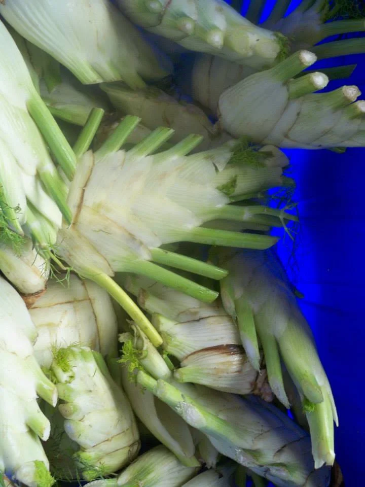 Fennel