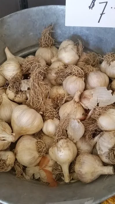 Garlic