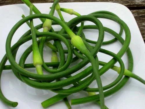 Garlic Scapes