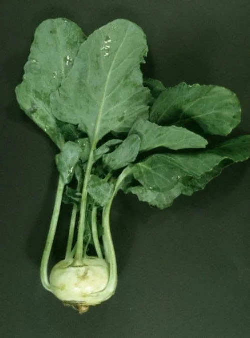 Kohlrabi