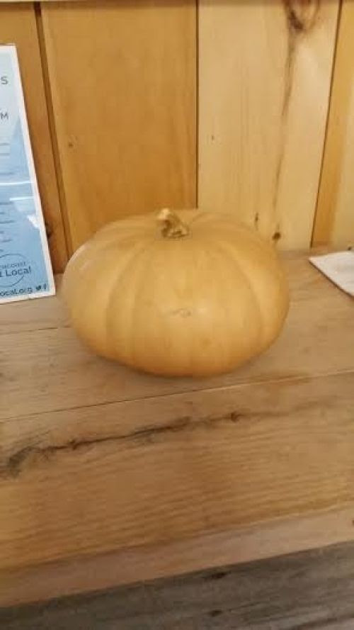 Long Island Cheese Squash