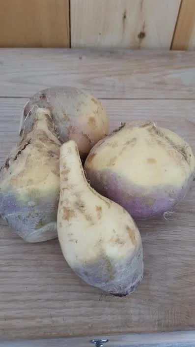 Rutabaga