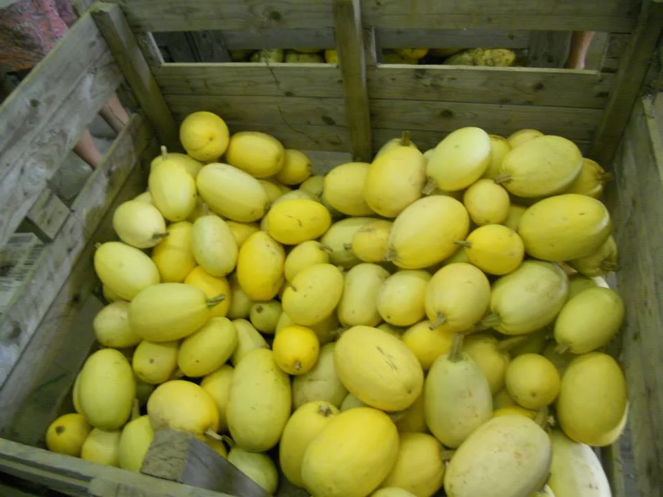 Spaghetti Squash