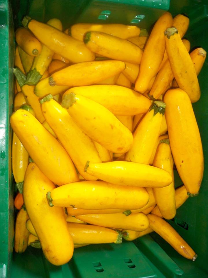 Summer Squash