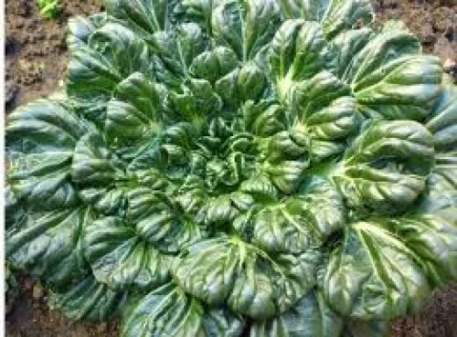 Tatsoi