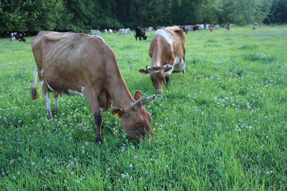 WV 100% A2 Grass-fed Raw Cow Milk 1/2 Gallon