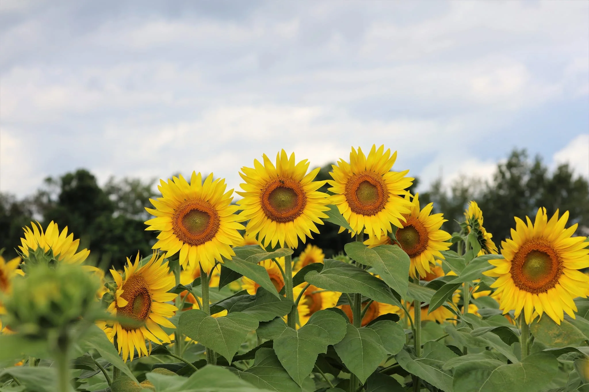 Amanda Zhenda Jean.jpg