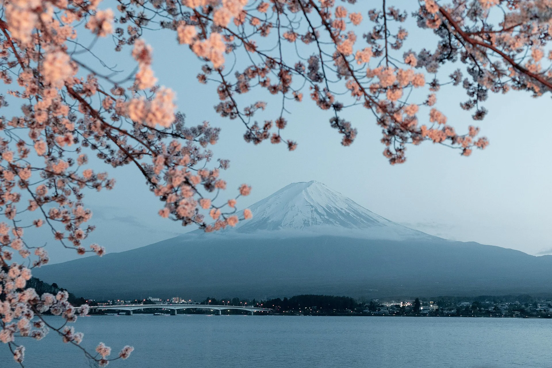 beautiful-cherry-tree-with-flowers_small.jpg