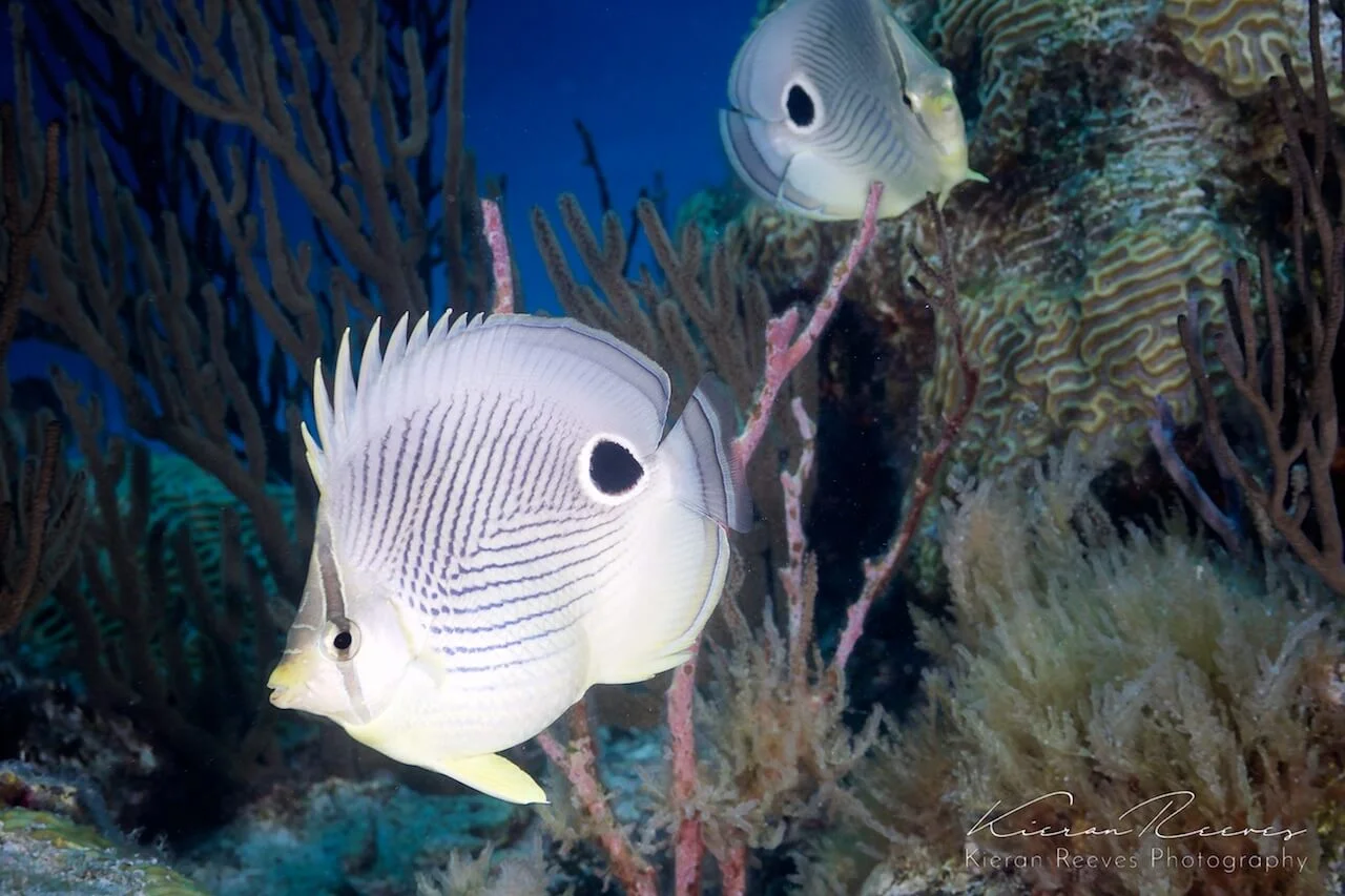Foureye Butterflyfish