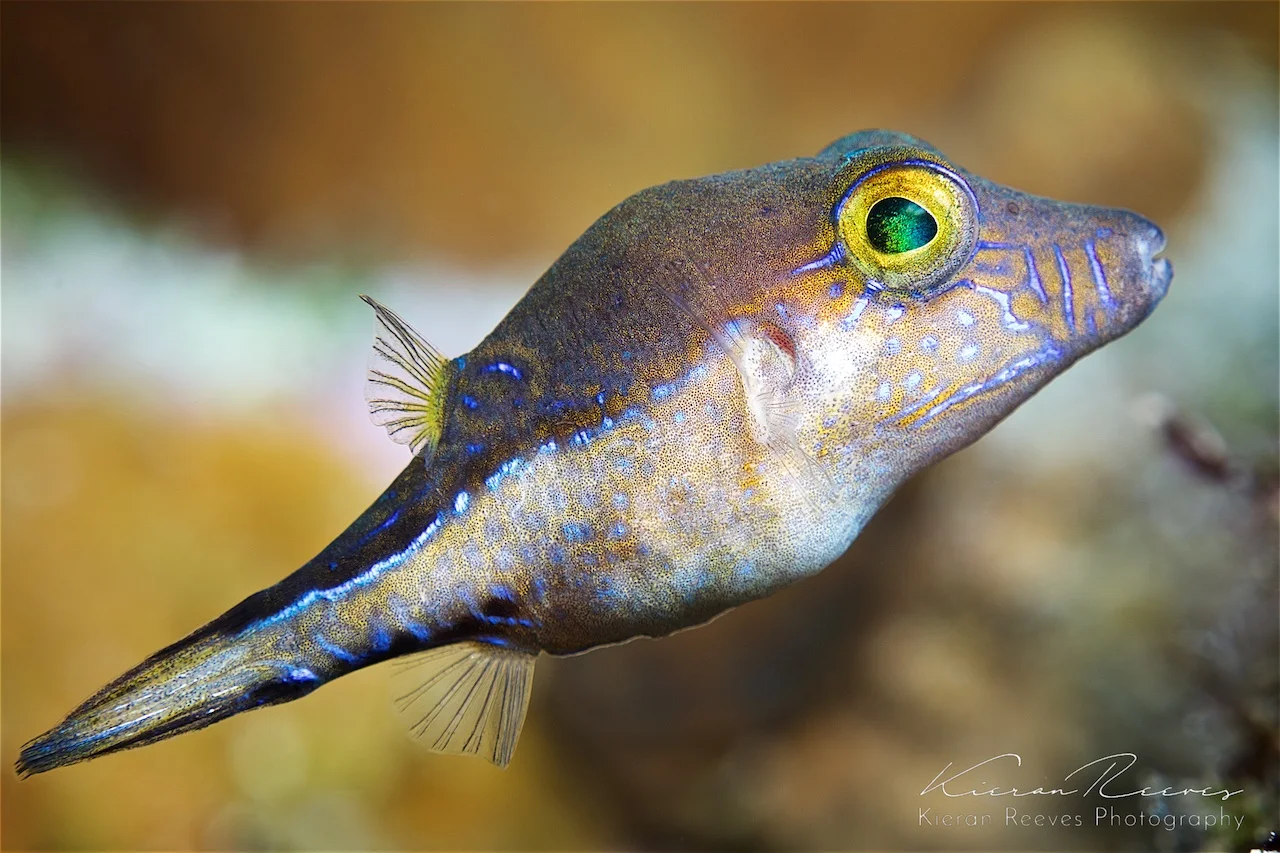 Sharp nose pufferfish