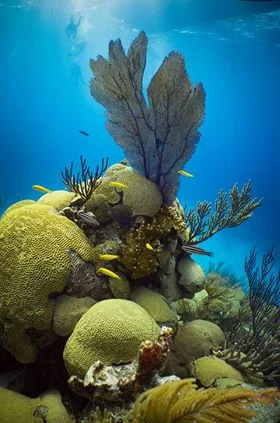 dive bermuda scuba grotto bay resort reef pristine.jpg