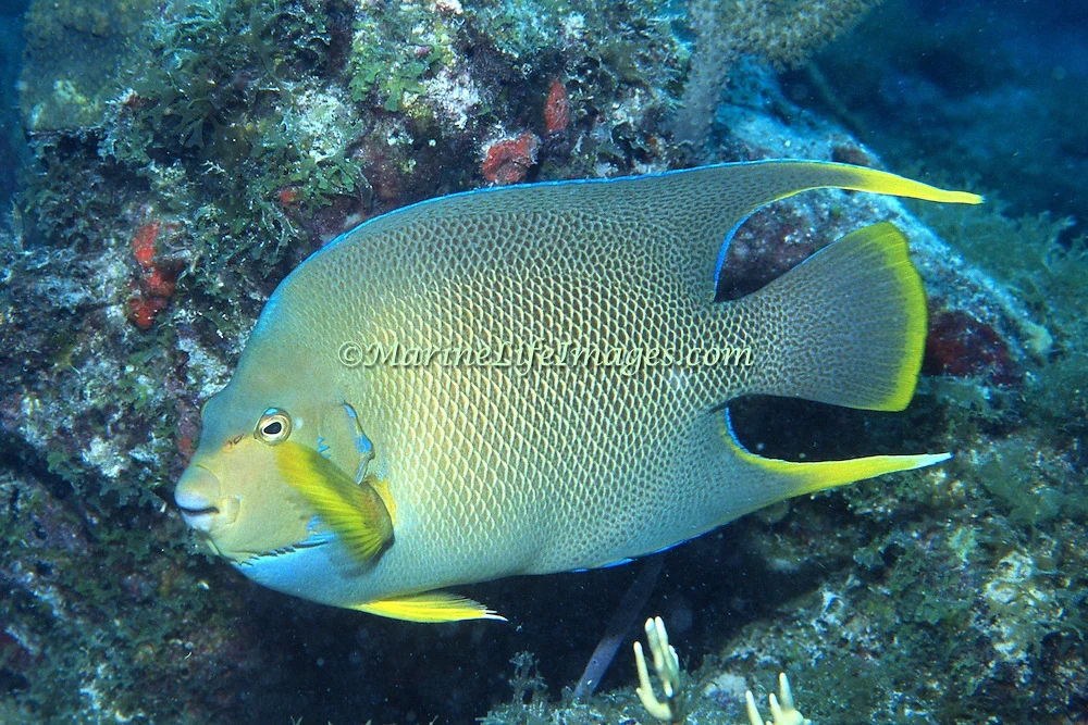 Bermuda_Blue_Angelfish.webp