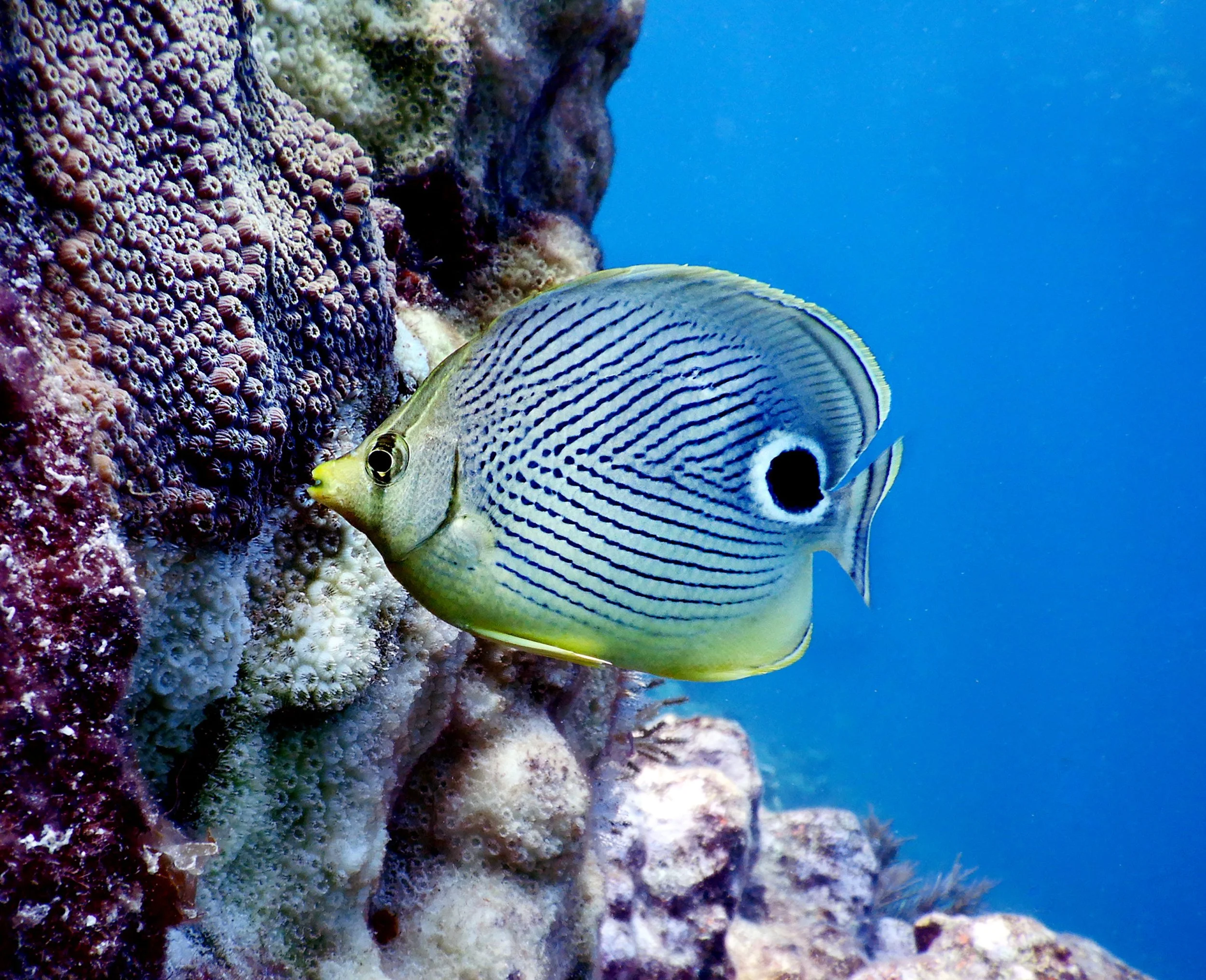 FoureyeButterflyfish.jpg