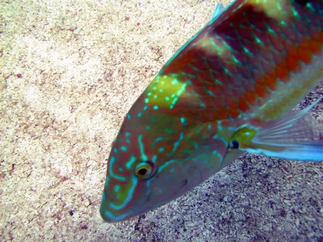 diving shots 050.jpg
