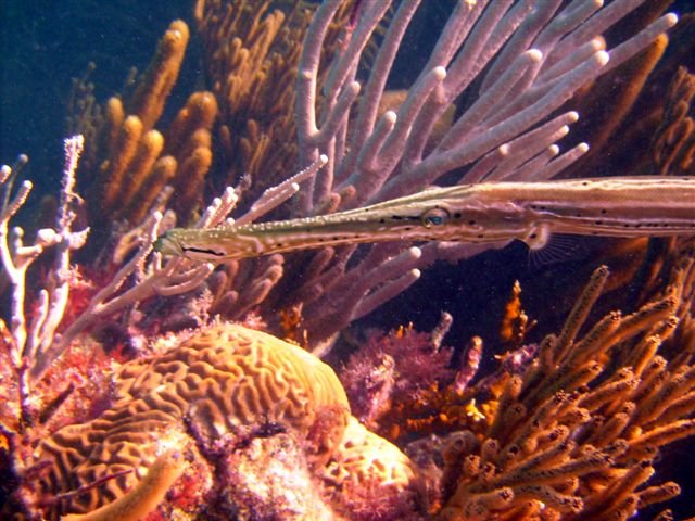 diving shots 157.jpg