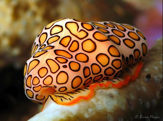 flamingo tongue.png