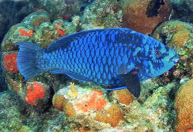 parrotfish.jpg