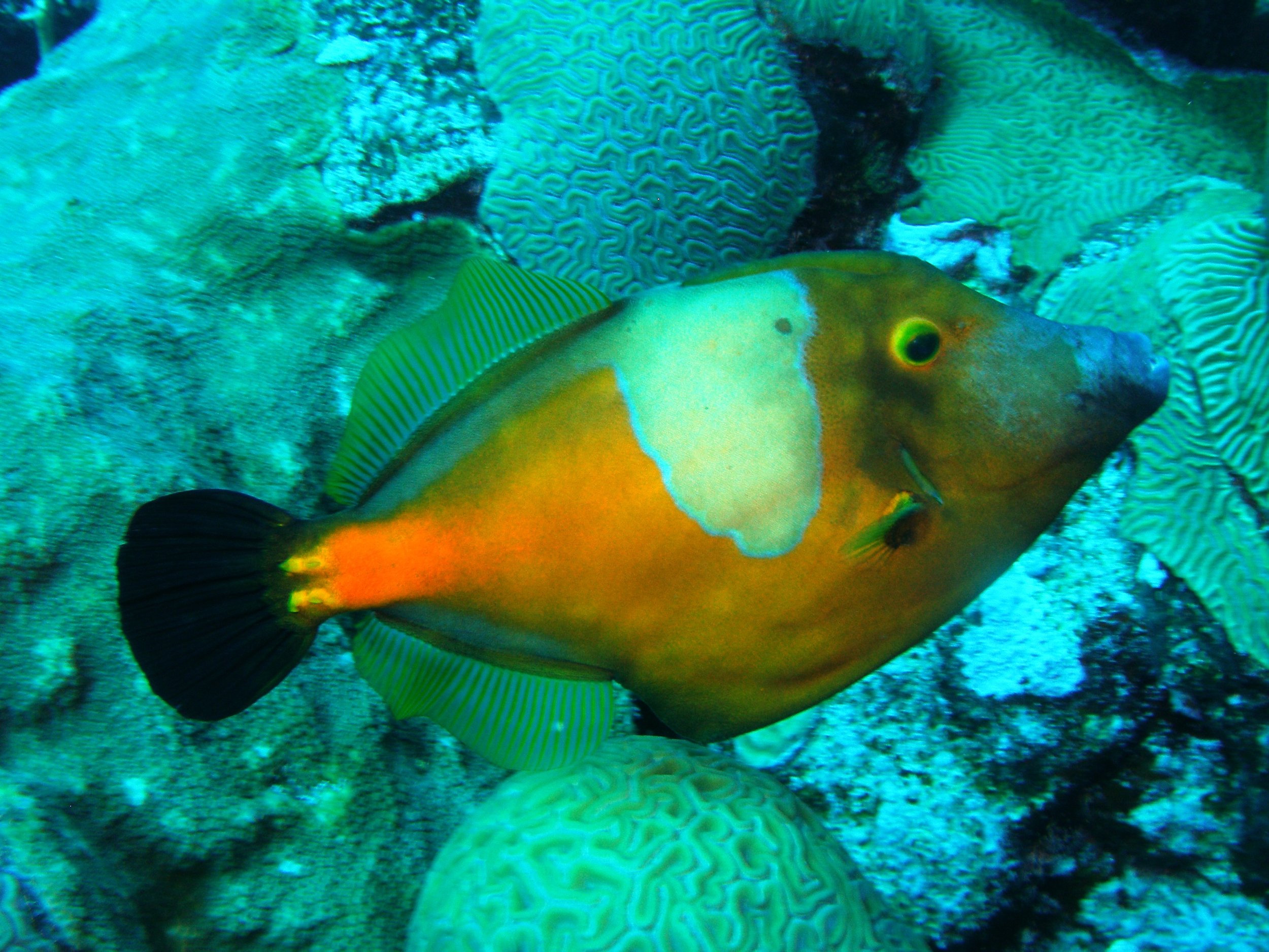 P8010154 Whitespotted Filefish.JPG