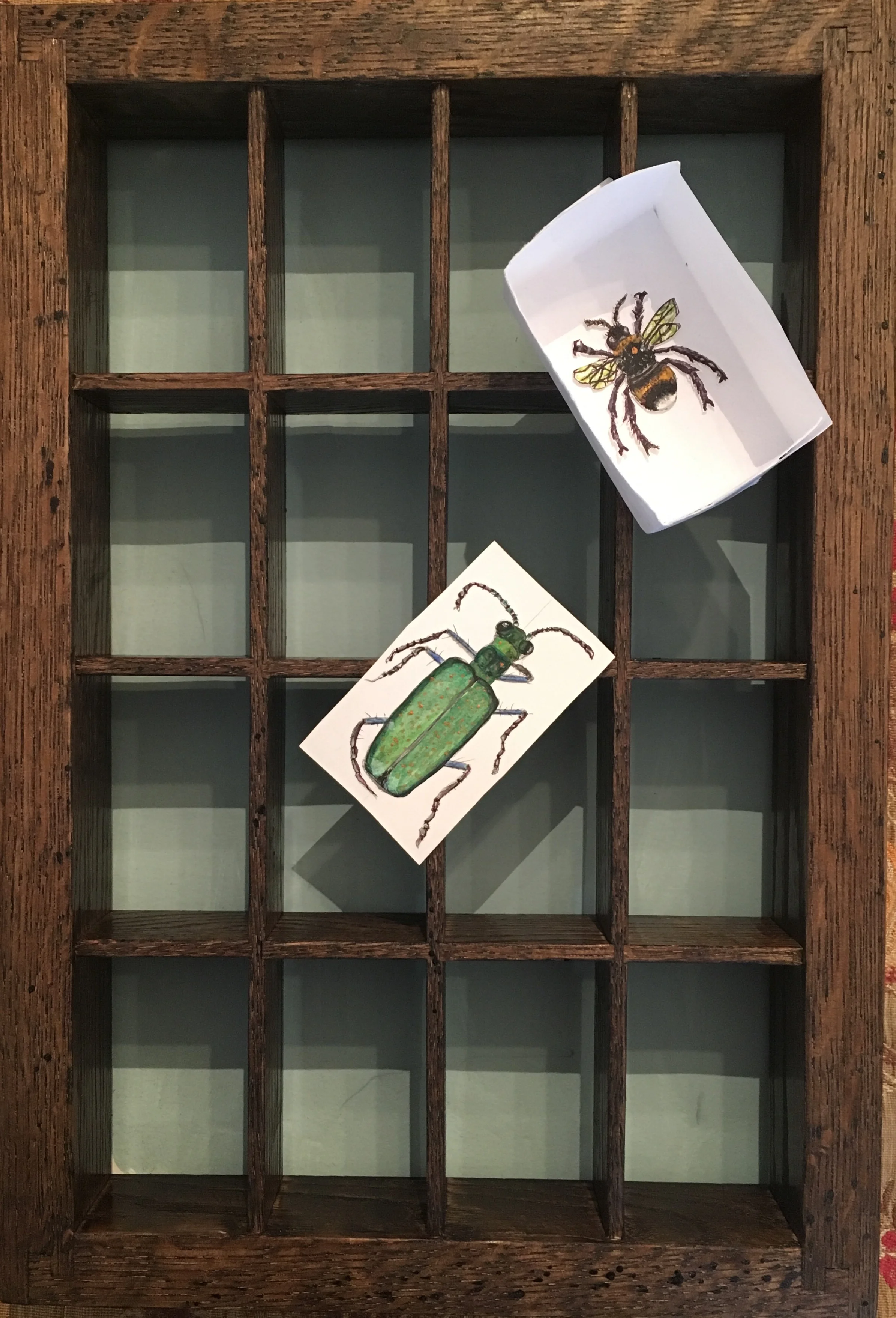 bug box with mock ups.jpg