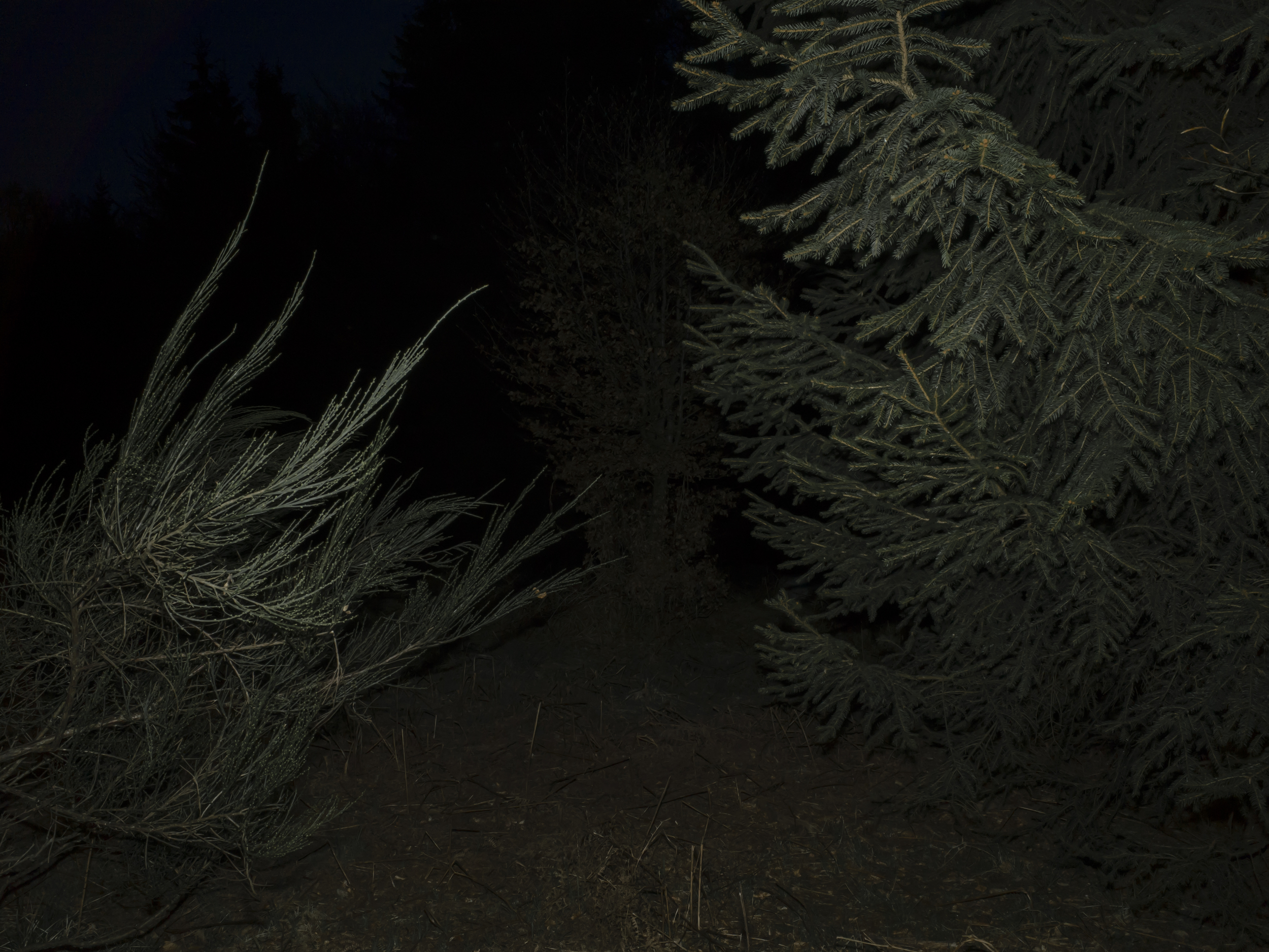 _R003650.jpg