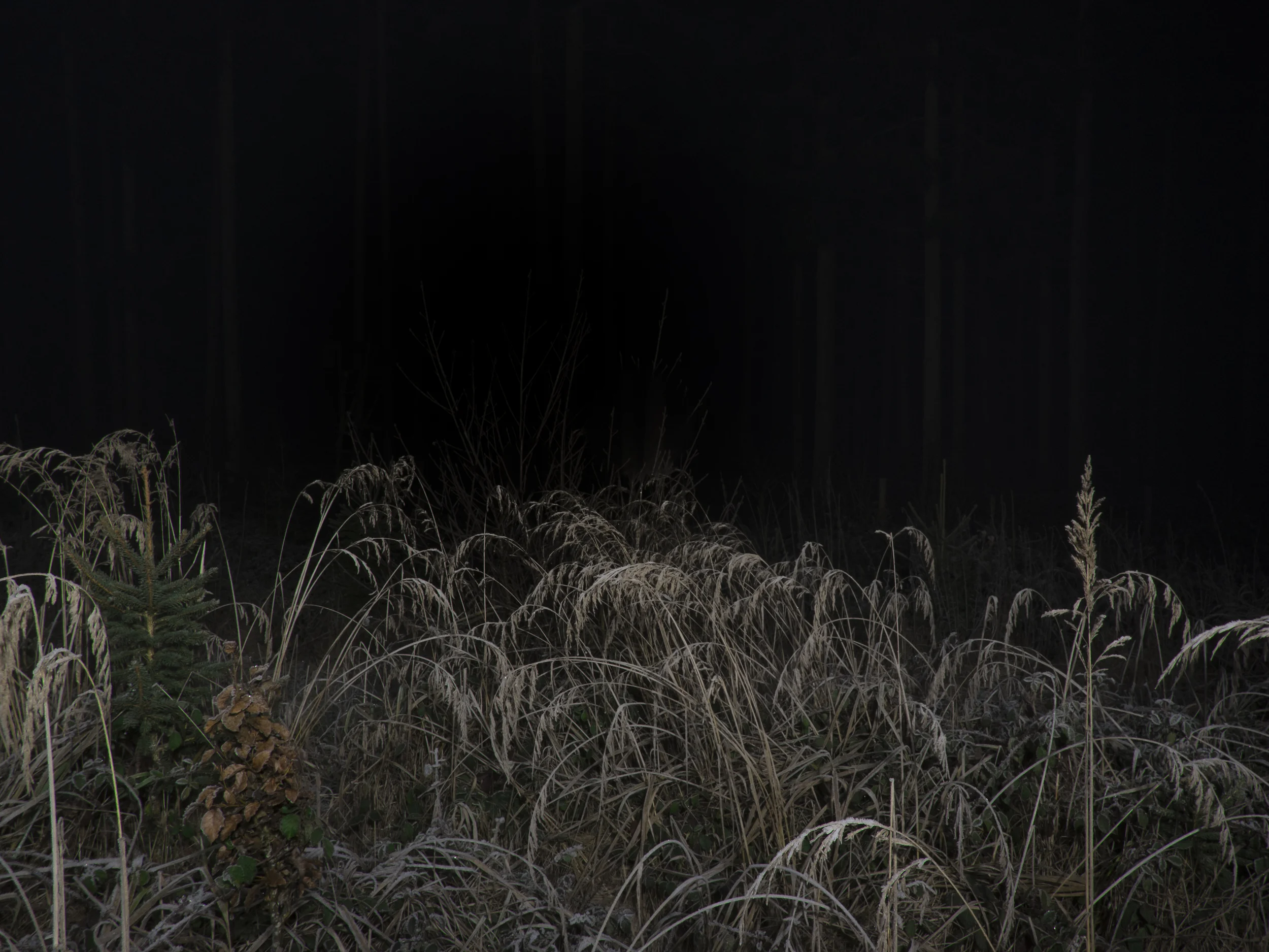 DSCF3637.jpg
