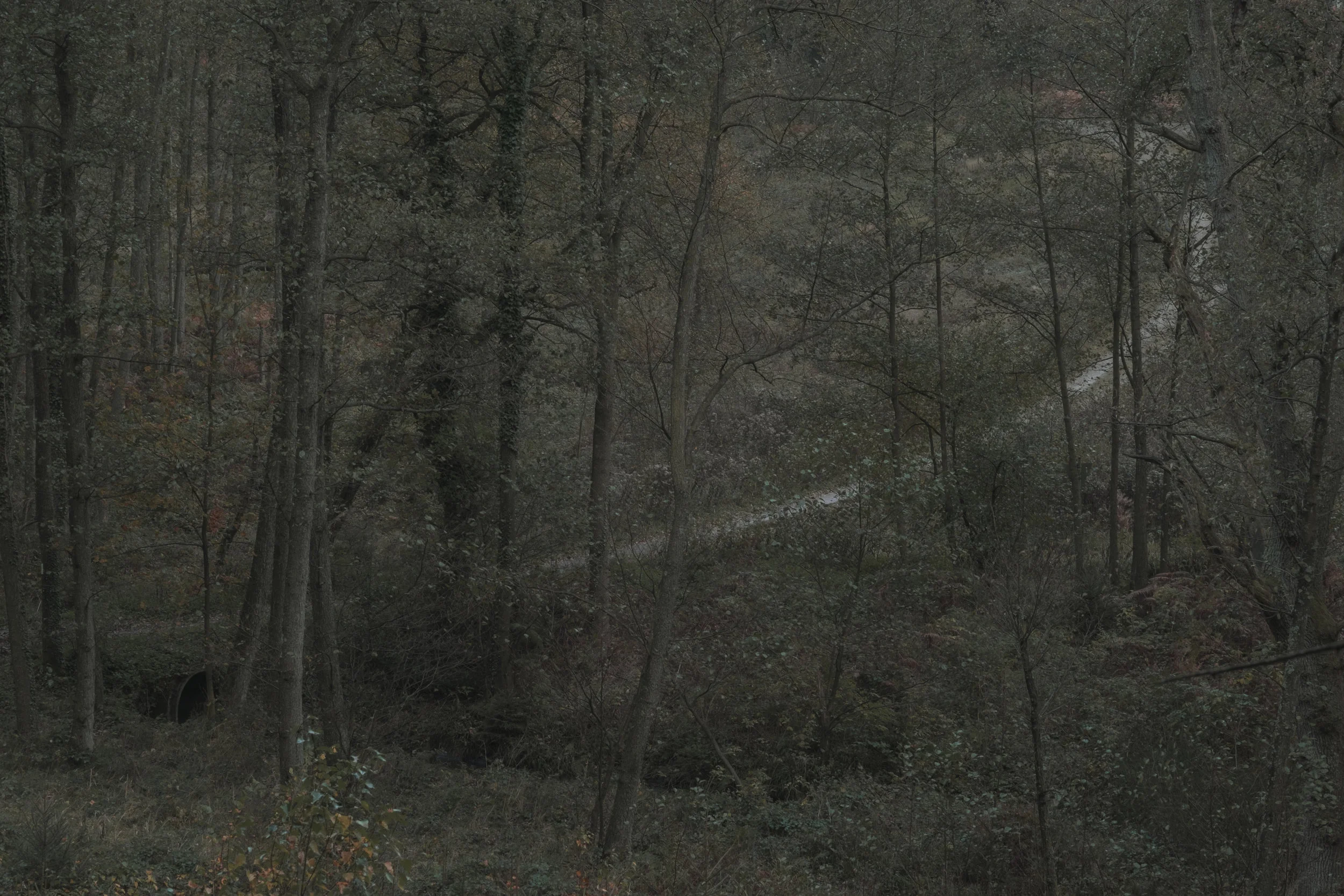 DSCF0154.jpg