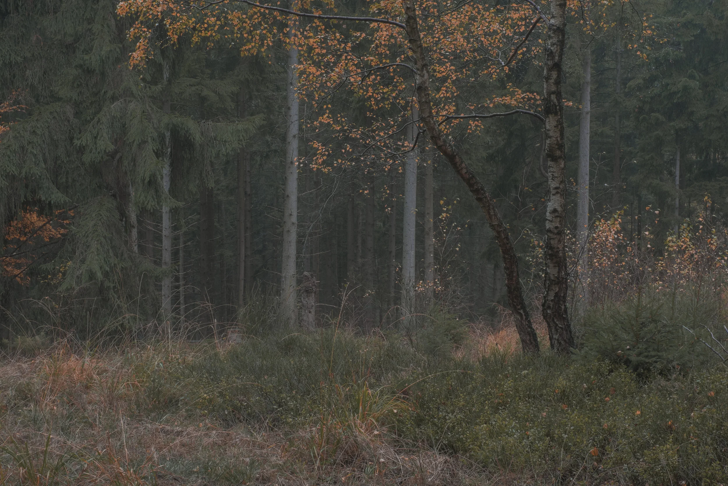 DSCF1026.jpg