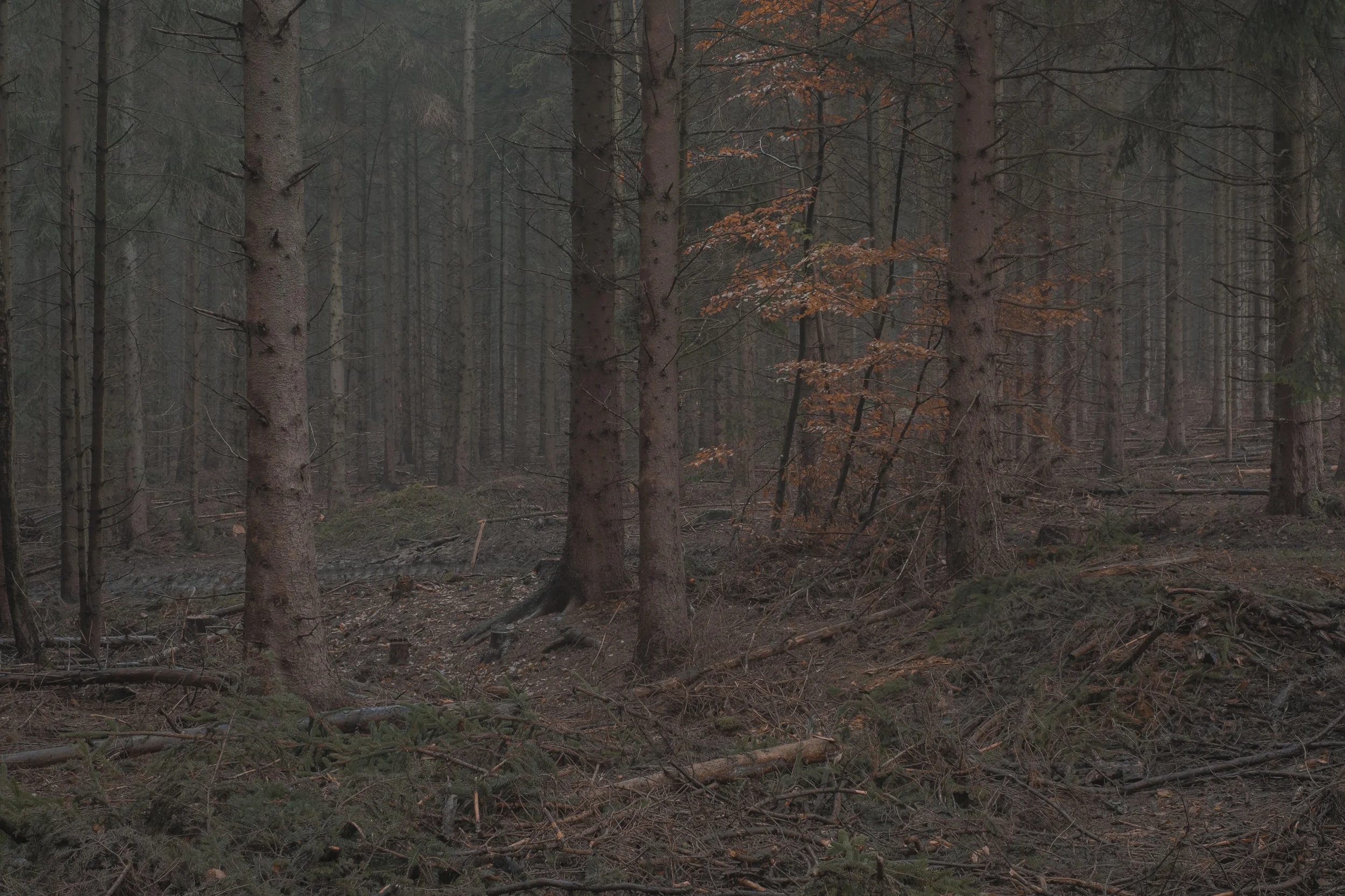 DSCF1221.jpg