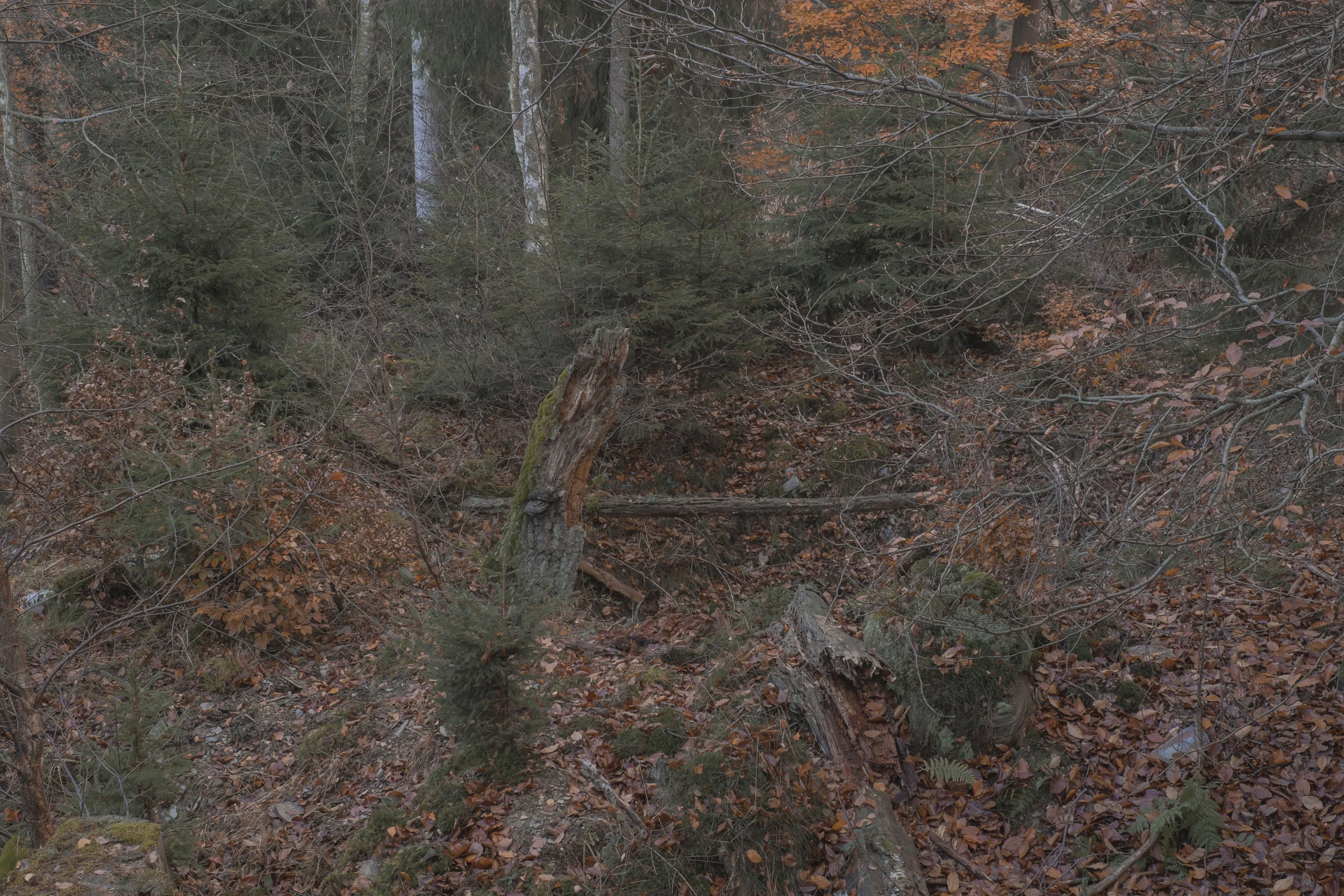 DSCF1326.jpg