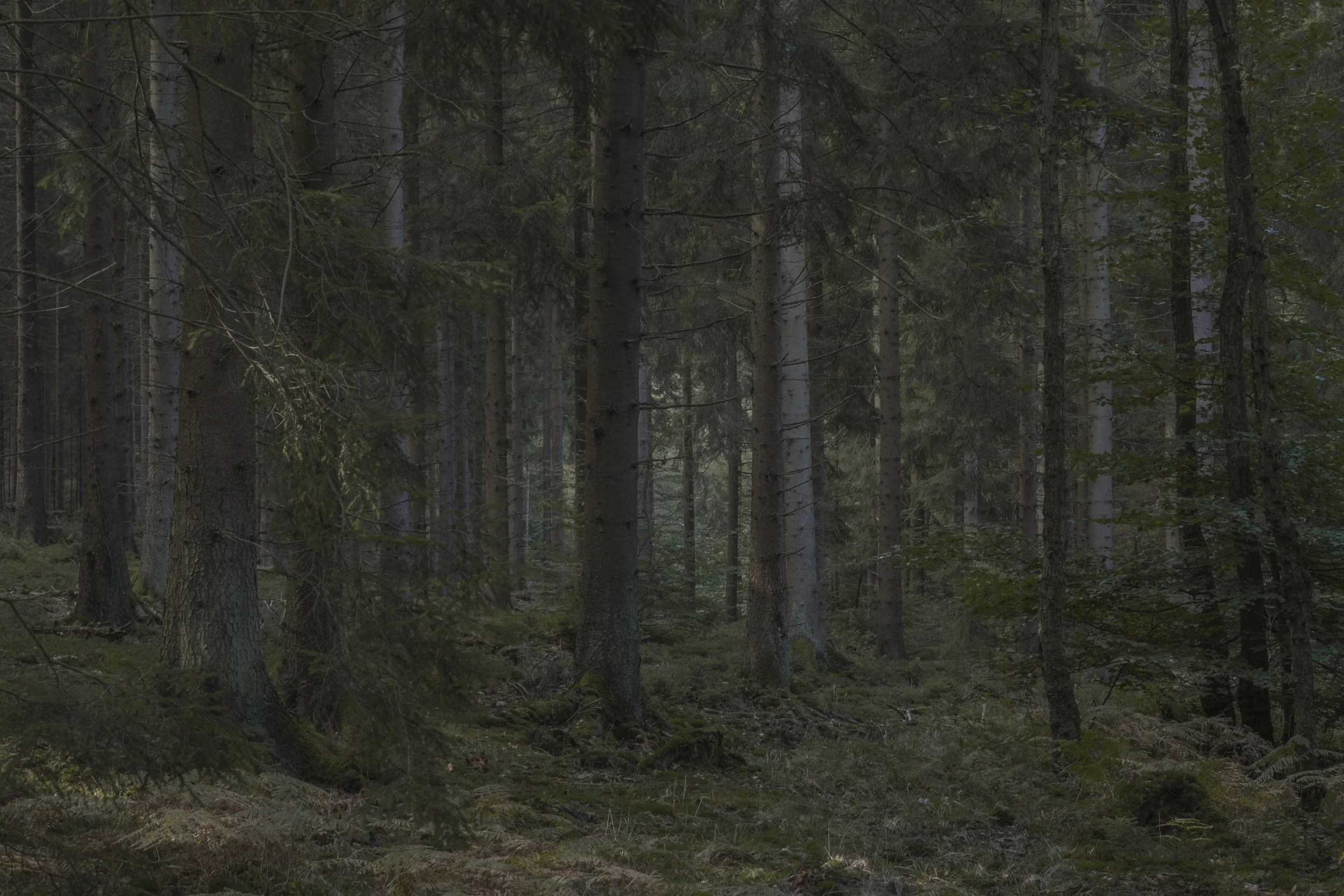 DSCF9653.jpg