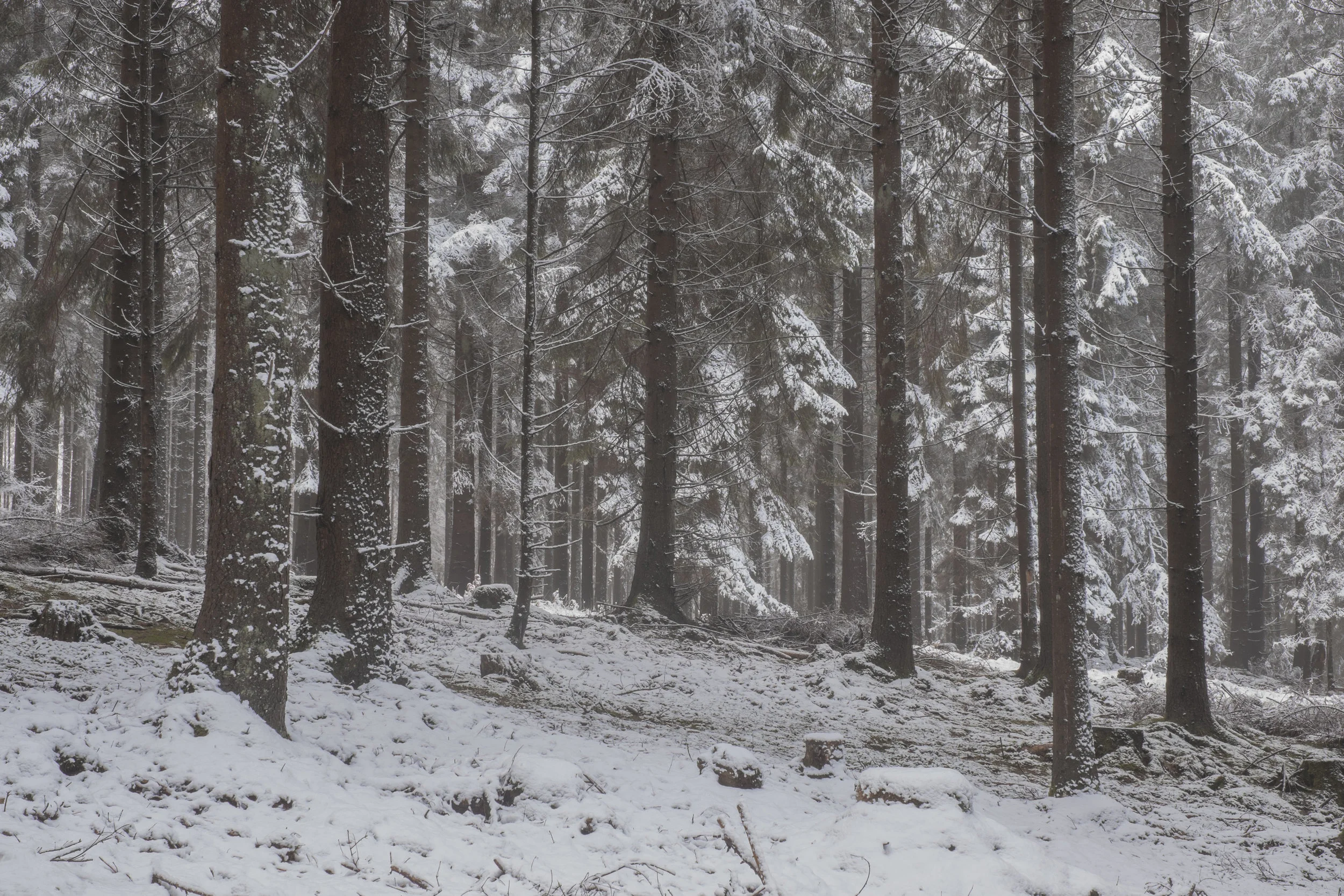 DSCF2114.jpg