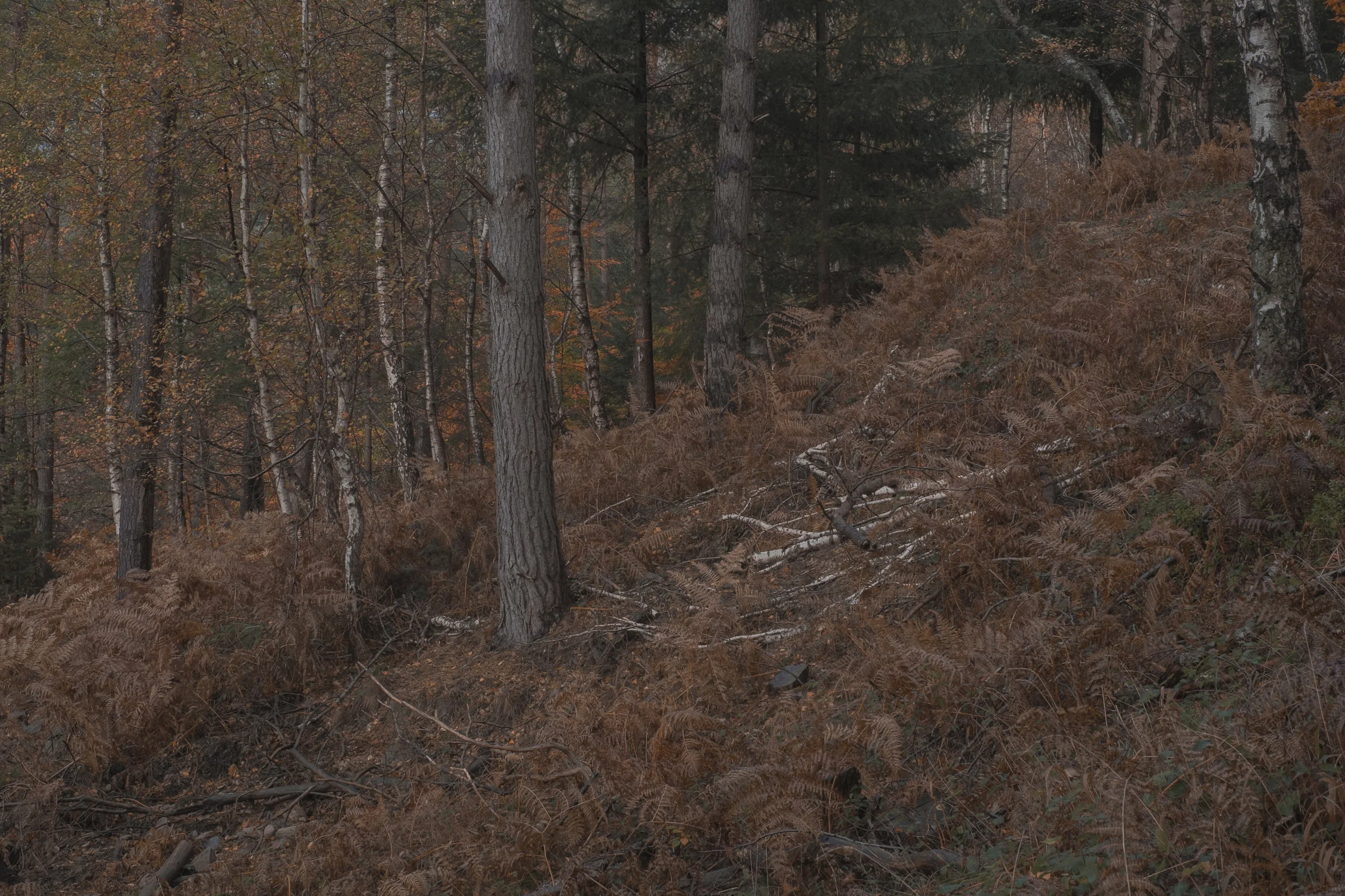 DSCF1068.jpg