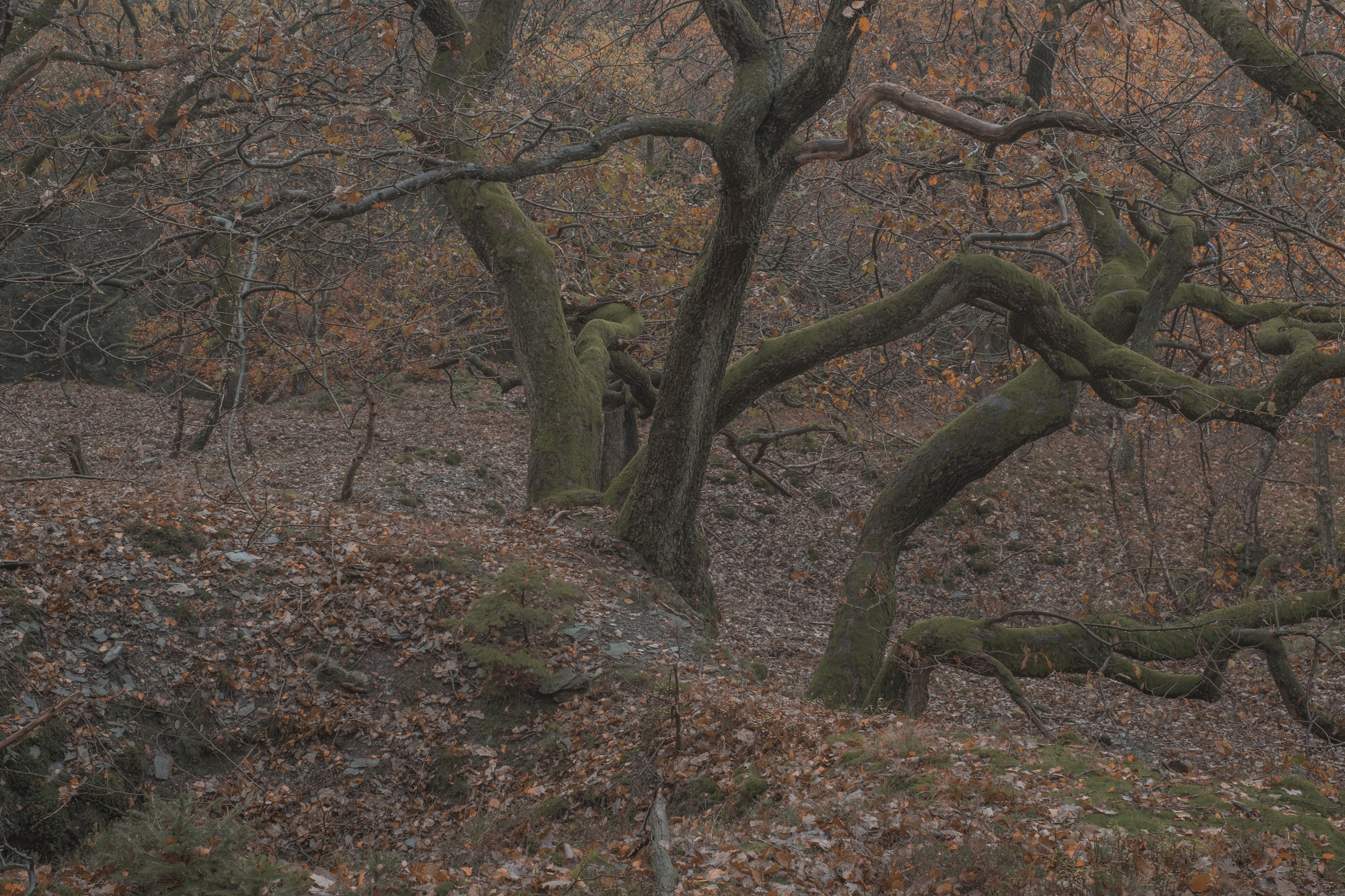 DSCF0995.jpg