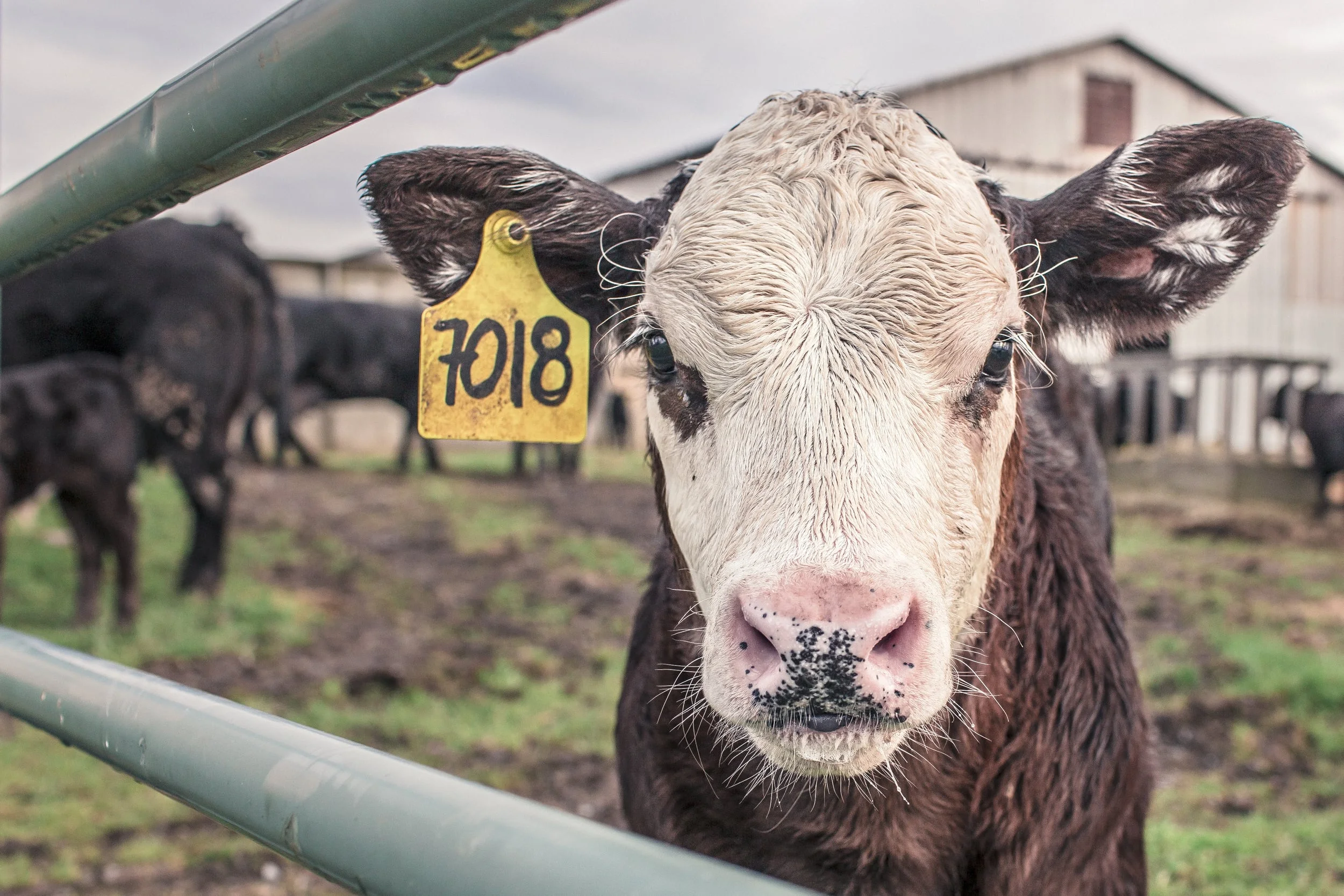 cow.jpg