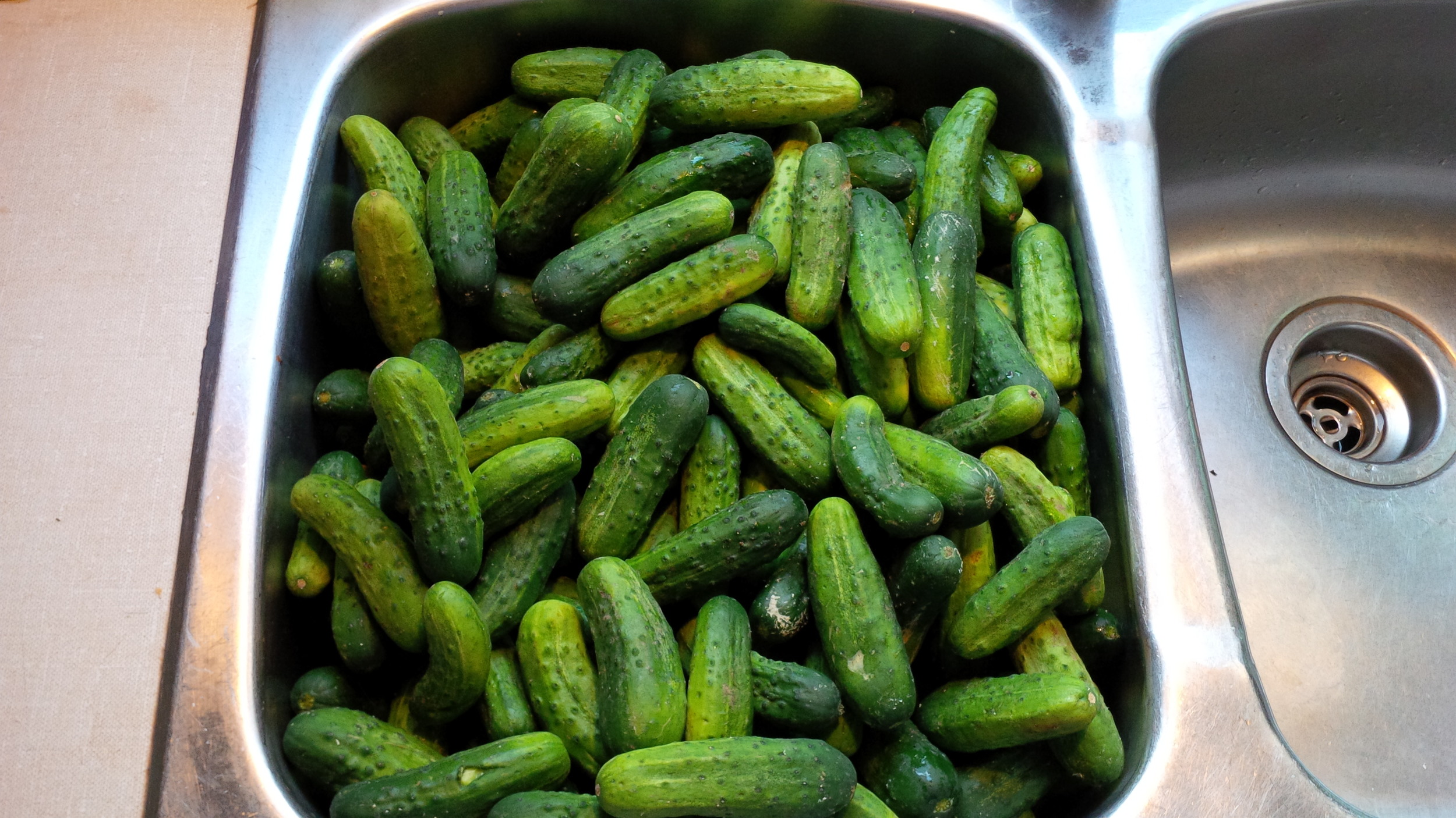This is what a 1/2 bushel of mini-cucumbers looks like when you haul it home from the Farmers' Market and put them in the sink to wash. I was feeling ambitious. The market tends to do that to me at this time of year.