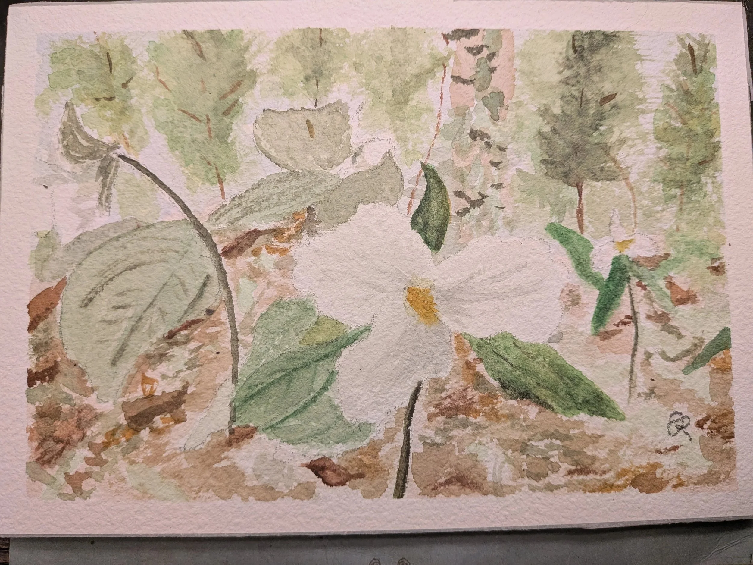 Watercolour painting of a white trillium